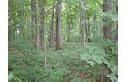 Property photo 2 - 160 Acres Offered in 6 Tracts